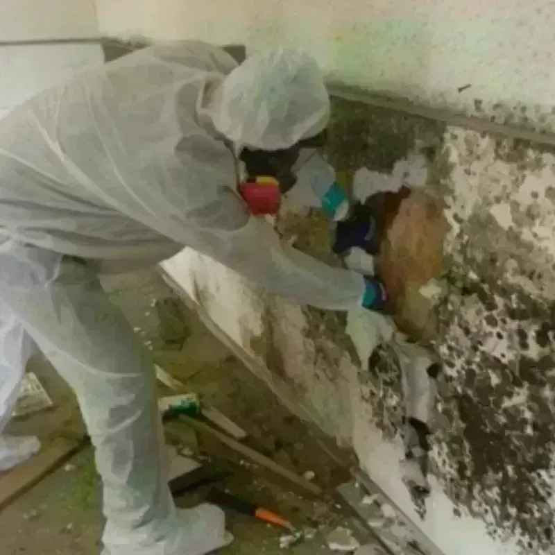 Mold Remediation and Removal in Fletcher, NC